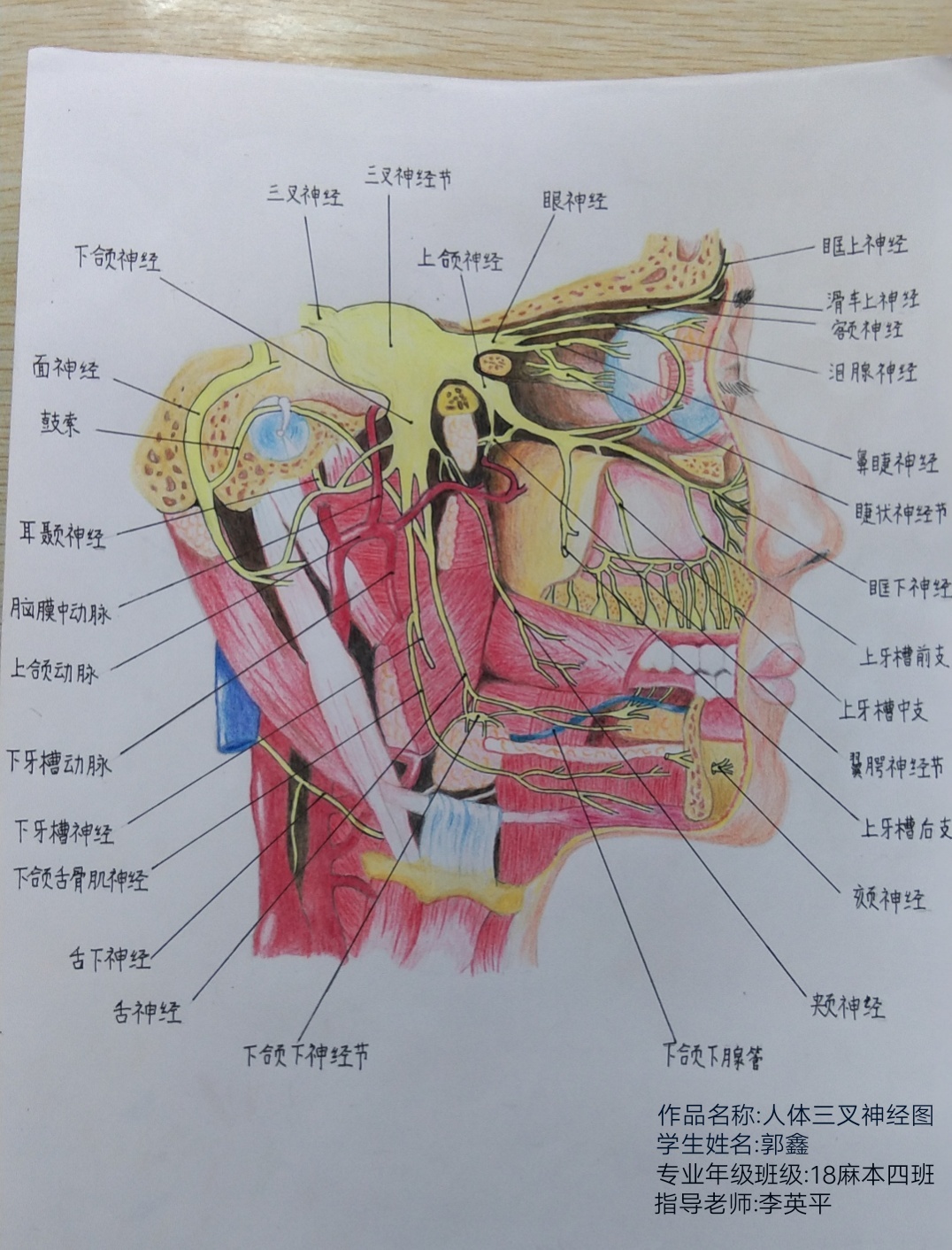 我校举办首届大学生形态学绘图作品比赛