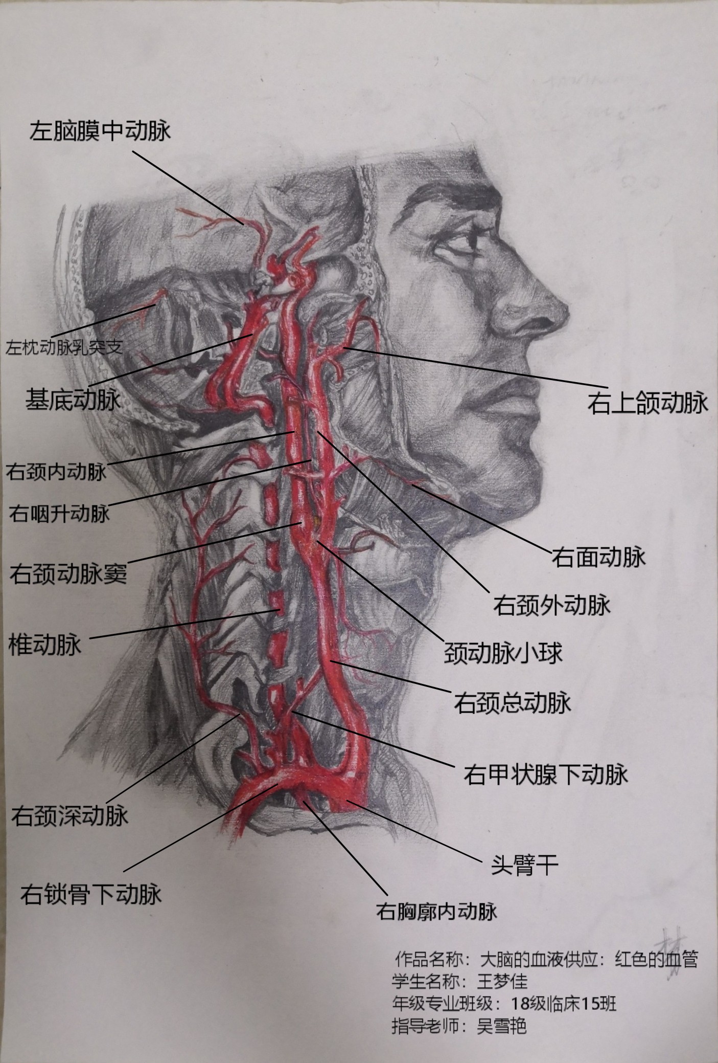 一等奖:解剖组——2018级临床医学18级15班王梦佳《大脑的血液供应》