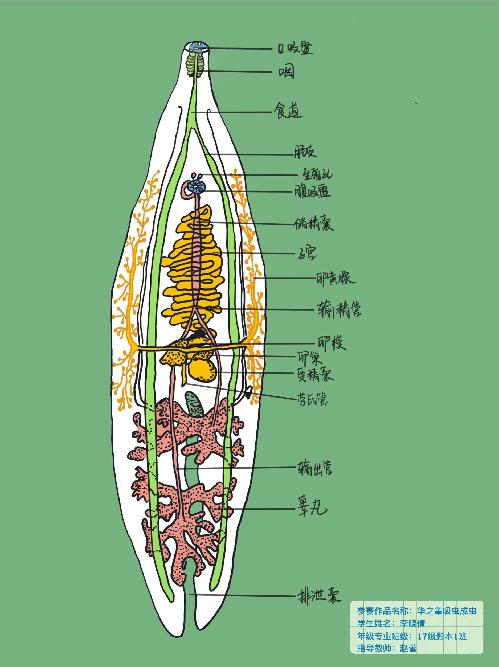 我校举办首届大学生形态学绘图作品比赛