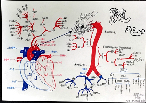 基础医学院举办首届解剖学思维导图比赛